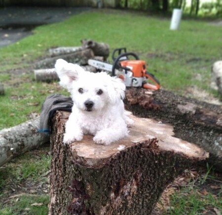 Entry image for Gus. Clicking this image will show a larger photo