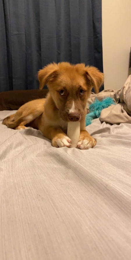 Entry image for Remy. Clicking this image will show a larger photo