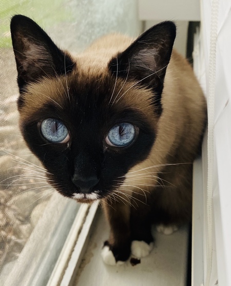 Entry image for Sesame. Clicking this image will show a larger photo