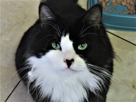 Entry image for TC. Clicking this image will show a larger photo