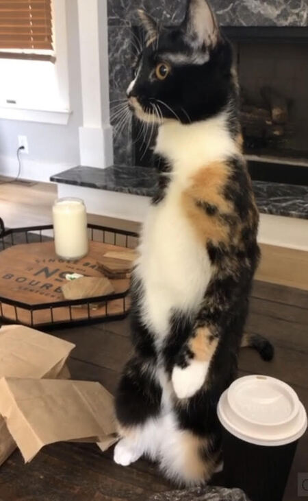 Entry image for Rosie. Clicking this image will show a larger photo