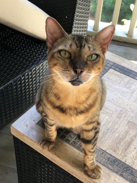 Entry image for FC . Clicking this image will show a larger photo