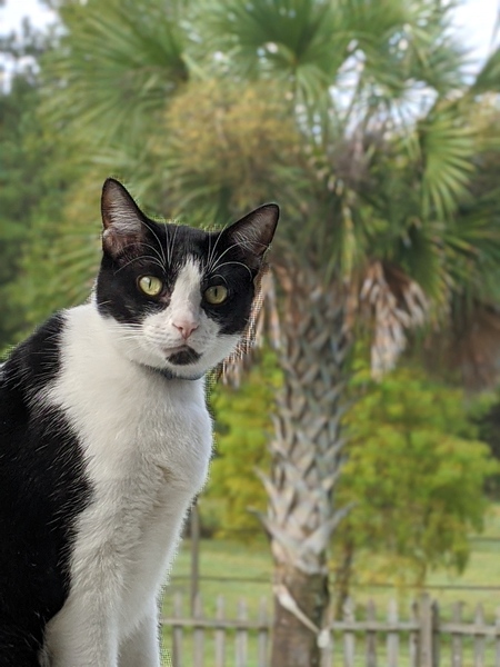 Entry image for Pinto. Clicking this image will show a larger photo