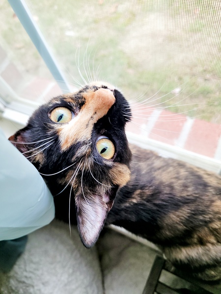 Entry image for Nova. Clicking this image will show a larger photo