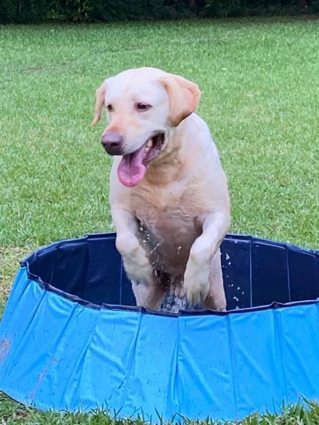 Entry image for Bentley. Clicking this image will show a larger photo