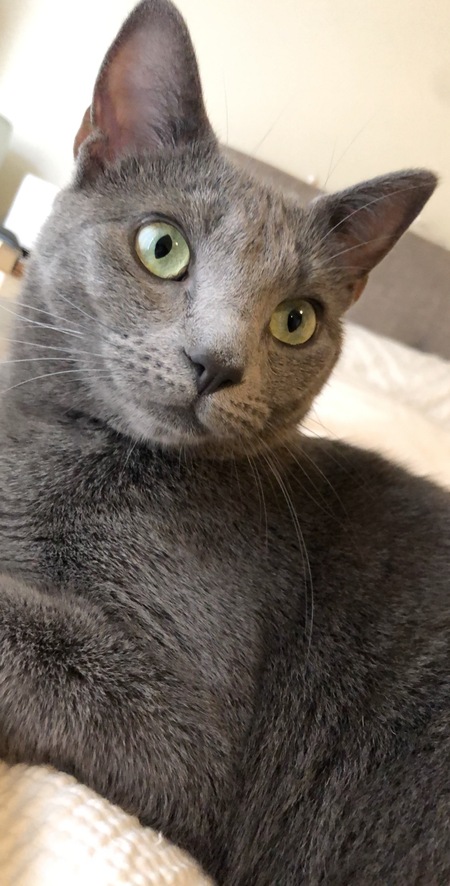 Entry image for Willa. Clicking this image will show a larger photo