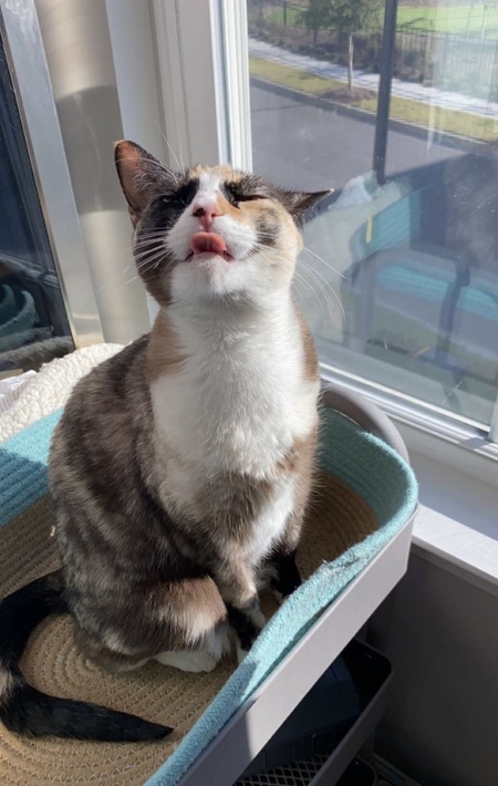 Entry image for Daisy. Clicking this image will show a larger photo