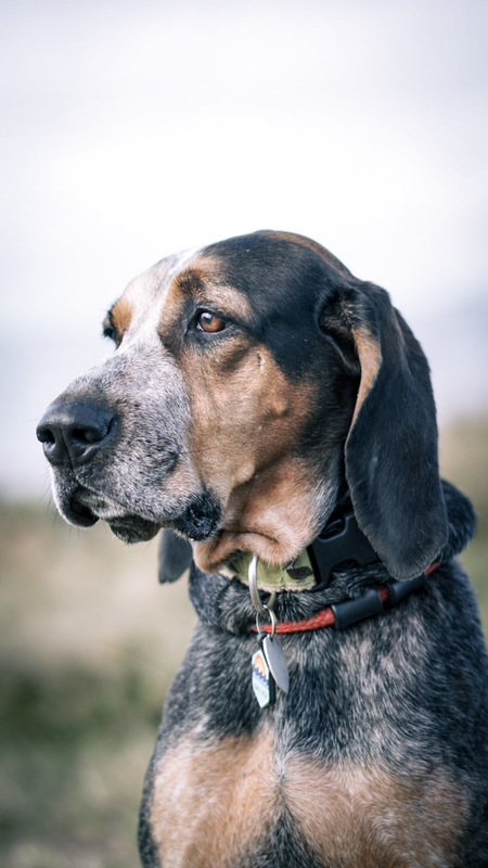 Entry image for Homer. Clicking this image will show a larger photo