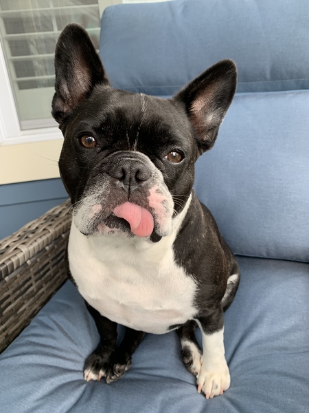 Entry image for Buster. Clicking this image will show a larger photo