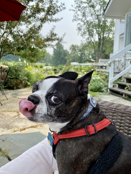 Entry image for Norton. Clicking this image will show a larger photo