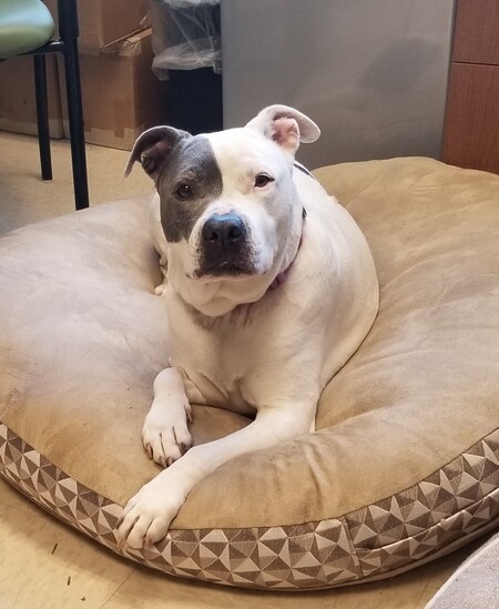 Entry image for Ashley. Clicking this image will show a larger photo