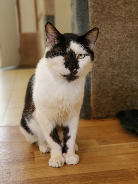 Entry image for Gus. Clicking this image will show a larger photo