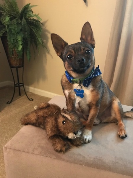 Entry image for Teddy . Clicking this image will show a larger photo