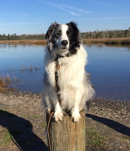 Entry image for Tazz. Clicking this image will show a larger photo