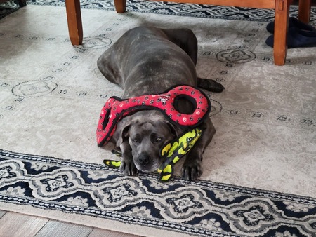 Entry image for Fiona. Clicking this image will show a larger photo