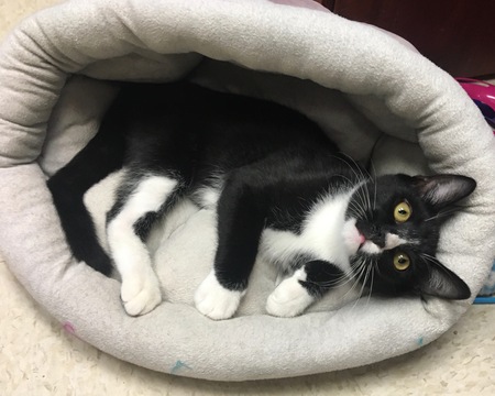 Entry image for Ivar the Adorable. Clicking this image will show a larger photo