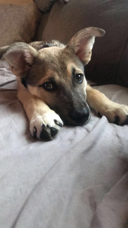 Entry image for T’Chaka. Clicking this image will show a larger photo