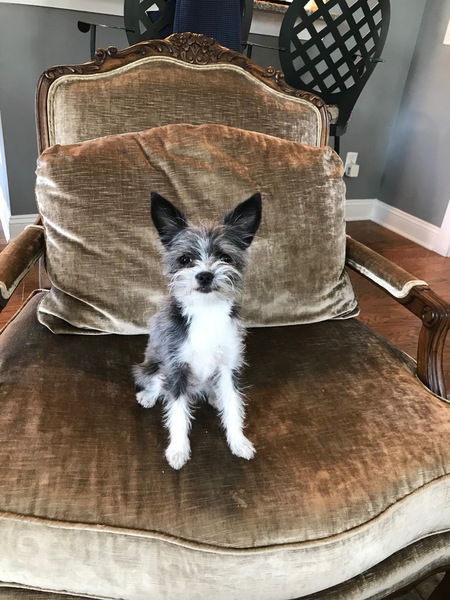 Entry image for Zoey. Clicking this image will show a larger photo