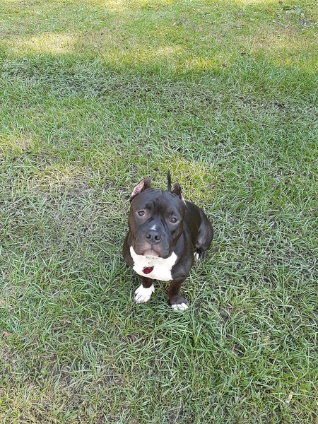 Entry image for Black Betty. Clicking this image will show a larger photo