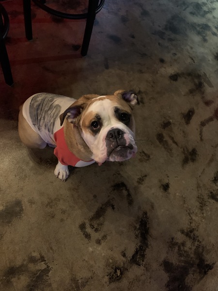 Entry image for Henry . Clicking this image will show a larger photo