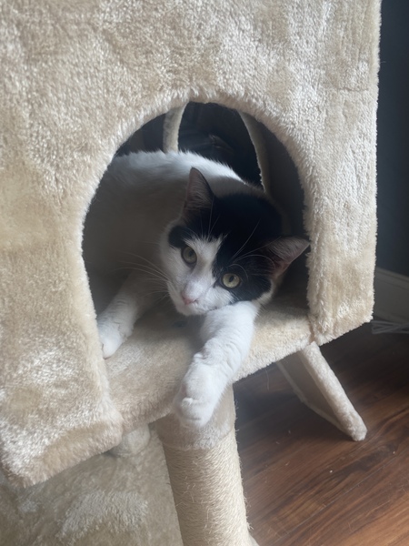 Entry image for Buddy Rose. Clicking this image will show a larger photo