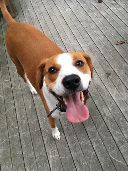 Entry image for Charlie . Clicking this image will show a larger photo