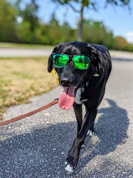 Entry image for Finley. Clicking this image will show a larger photo