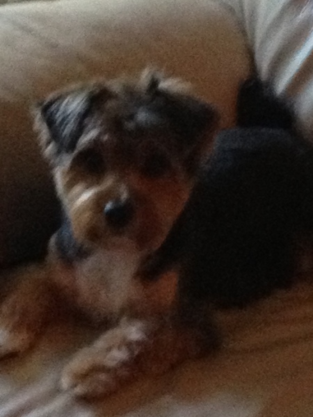 Entry image for Rex. Clicking this image will show a larger photo