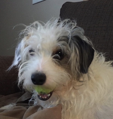 Entry image for Phoebe. Clicking this image will show a larger photo