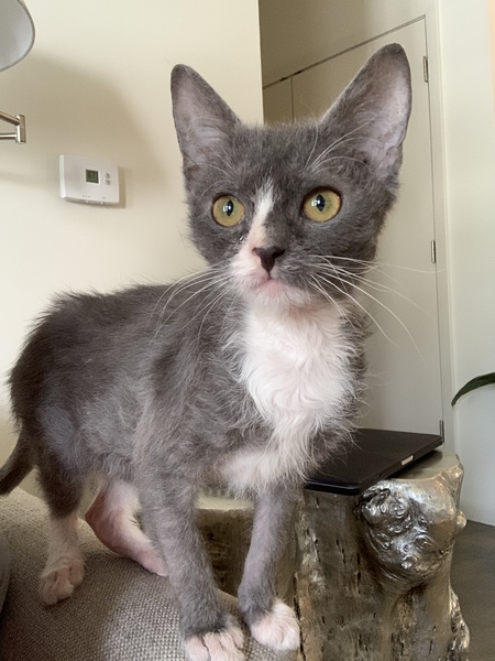 Entry image for Van Piera. Clicking this image will show a larger photo