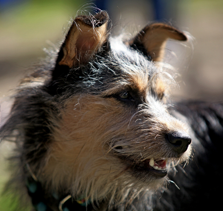 Entry image for Lupin. Clicking this image will show a larger photo