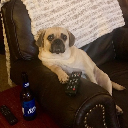 Entry image for Dozer . Clicking this image will show a larger photo