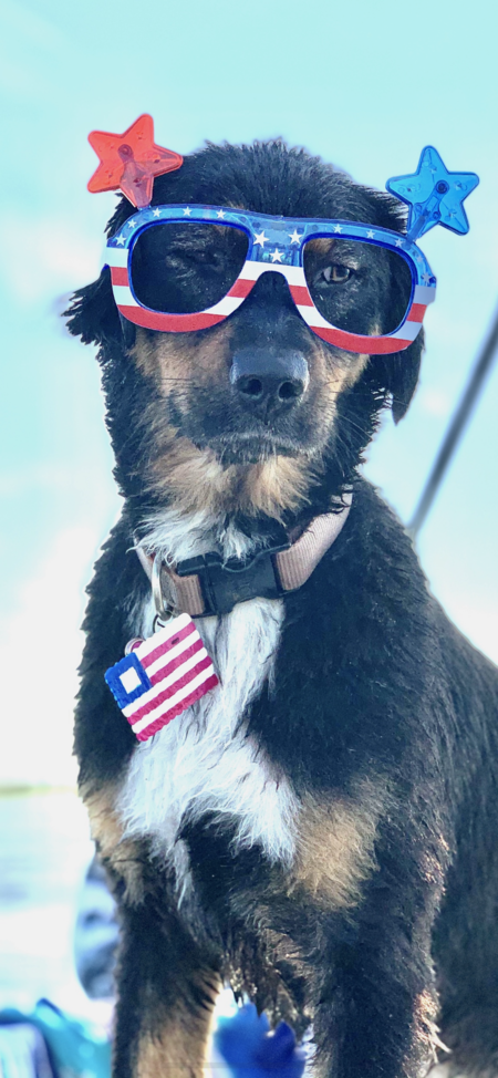 Entry image for Athena aka piggy . Clicking this image will show a larger photo