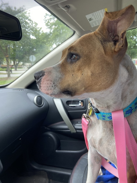 Entry image for Pearl. Clicking this image will show a larger photo