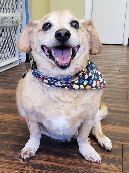 Entry image for Pal. Clicking this image will show a larger photo