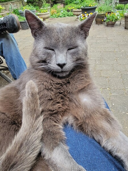 Entry image for Baxter. Clicking this image will show a larger photo