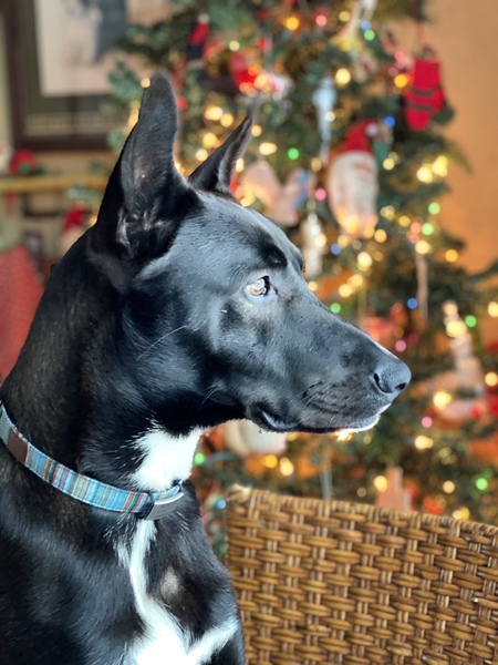 Entry image for Roscoe. Clicking this image will show a larger photo