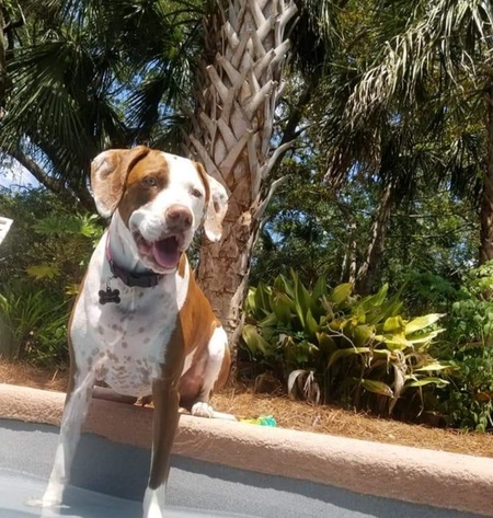 Entry image for DOLLAR . Clicking this image will show a larger photo