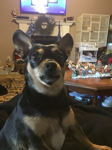 Entry image for Buddy. Clicking this image will show a larger photo