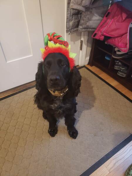 Entry image for Axel. Clicking this image will show a larger photo