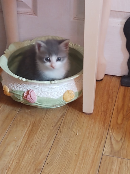 Entry image for Mittens. Clicking this image will show a larger photo