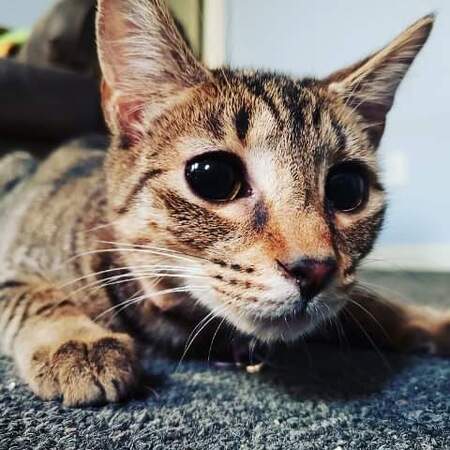 Entry image for Gwen. Clicking this image will show a larger photo