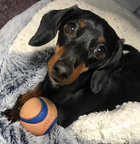 Entry image for Moxie . Clicking this image will show a larger photo