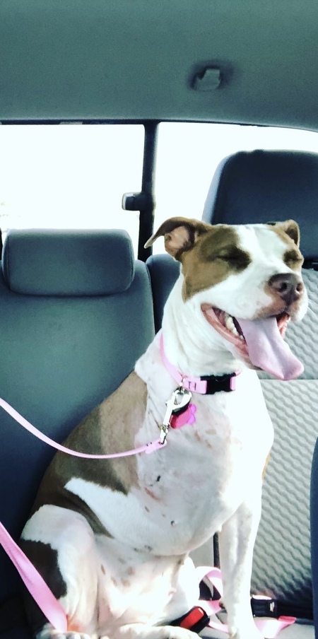 Entry image for Sheba. Clicking this image will show a larger photo