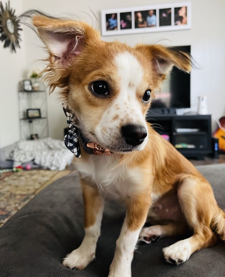 Entry image for Rocco. Clicking this image will show a larger photo