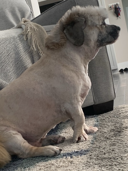 Entry image for Hammie. Clicking this image will show a larger photo