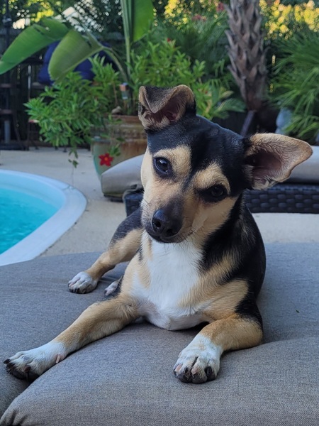 Entry image for Ollie Boy. Clicking this image will show a larger photo