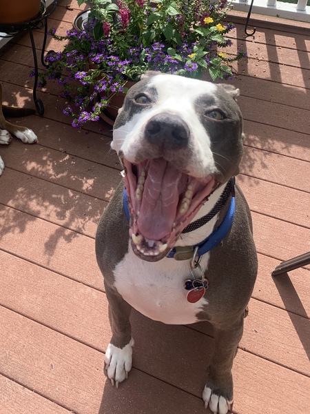 Entry image for Ollie. Clicking this image will show a larger photo