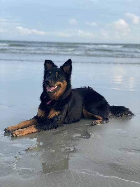 Entry image for Indiana Jones. Clicking this image will show a larger photo