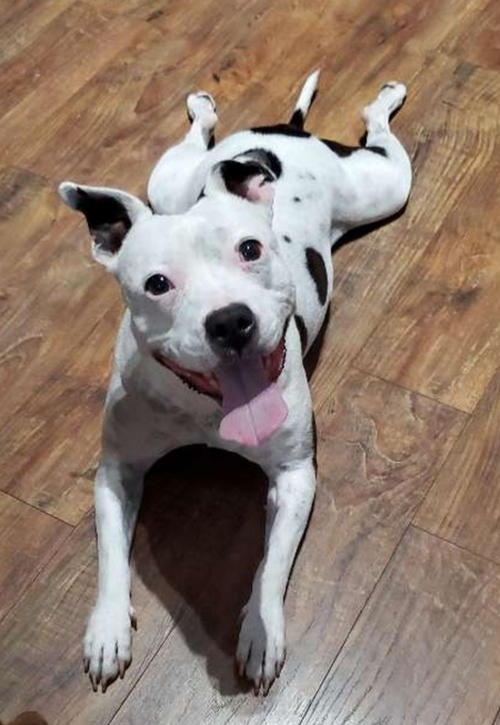 Entry image for Ellie Mae . Clicking this image will show a larger photo